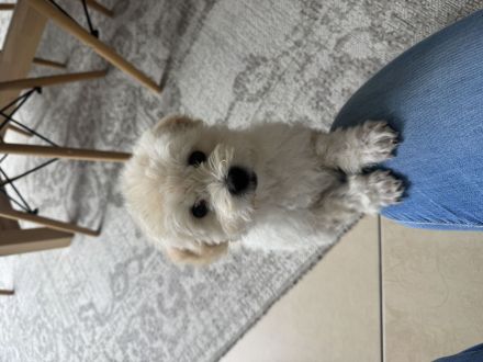 Maltipoo 13 Wochen
