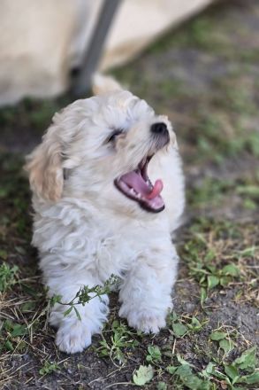 Maltipoo 13 Wochen