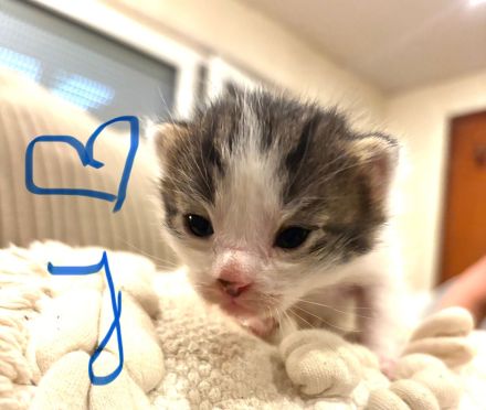 Kleine Mäuse suchen euch :)