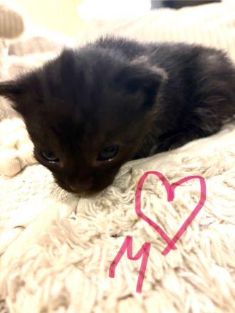 Kleine Mäuse suchen euch :)