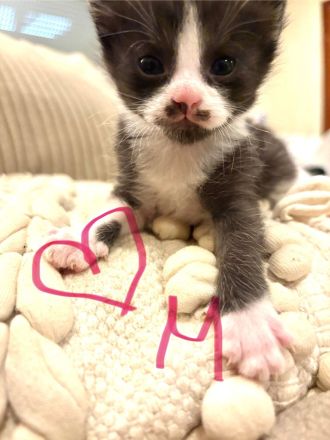 Kleine Mäuse suchen euch :)
