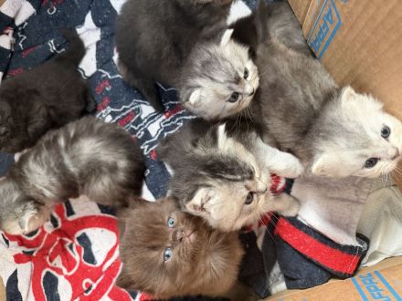Unsere wunderschönen reinrassigen Britisch-Langhaar-Kitten suchen ein liebevolles Zuhause. 🐾❤️