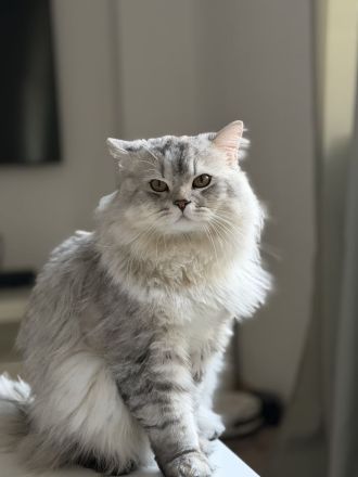 Unsere wunderschönen reinrassigen Britisch-Langhaar-Kitten suchen ein liebevolles Zuhause. 🐾❤️