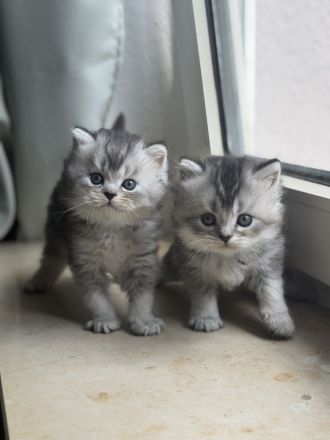 Unsere wunderschönen reinrassigen Britisch-Langhaar-Kitten suchen ein liebevolles Zuhause. 🐾❤️