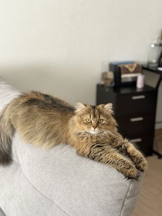 Unsere wunderschönen reinrassigen Britisch-Langhaar-Kitten suchen ein liebevolles Zuhause. 🐾❤️