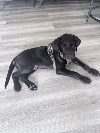 Traumhafter schwarzer Labrador Rüde aus Stammbaum-Verpaarung sucht Zuhause 🐾