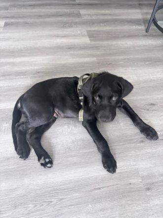 Traumhafter schwarzer Labrador Rüde aus Stammbaum-Verpaarung sucht Zuhause 🐾