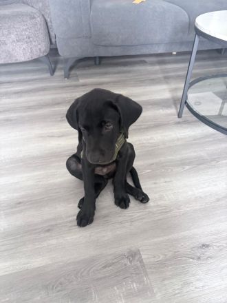 Traumhafter schwarzer Labrador Rüde aus Stammbaum-Verpaarung sucht Zuhause 🐾