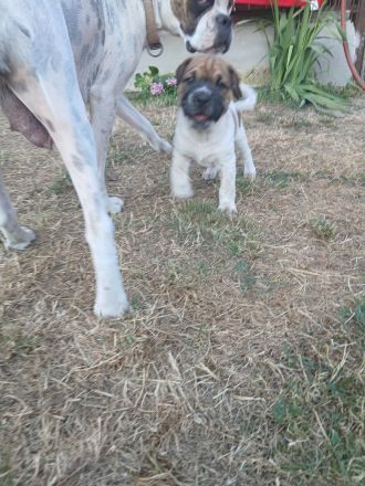 Boxer/Labrador Mix Welpen