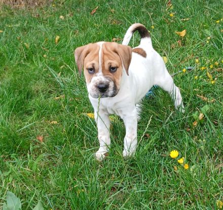 Boxer/Labrador Mix Welpen