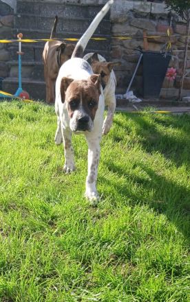 Boxer mix welpe