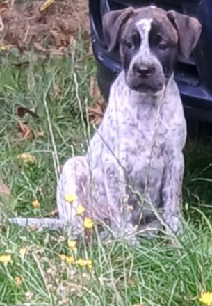 Boxer/Labrador Mix Welpen