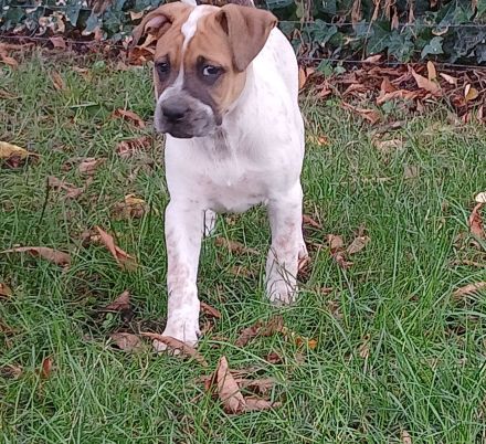 Boxer/Labrador Mix Welpen