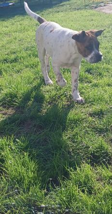 Boxer mix welpe