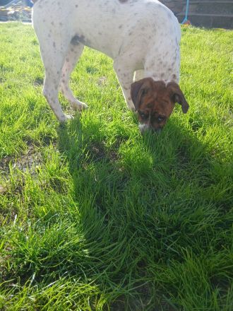 Boxer mix welpe