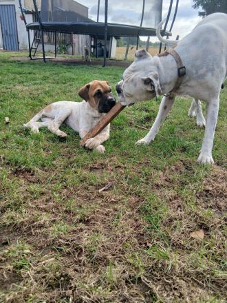 Boxer/Shar-pei mix Welpen