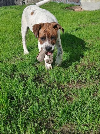 Boxer mix welpe