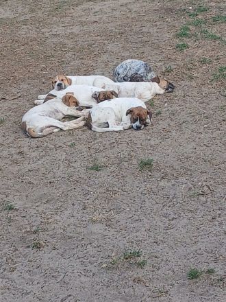 Molosser-Labrador Mix