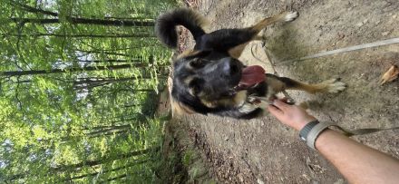🐾 Akira sucht ein liebevolles Zuhause 🐾