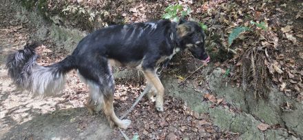 🐾 Akira sucht ein liebevolles Zuhause 🐾