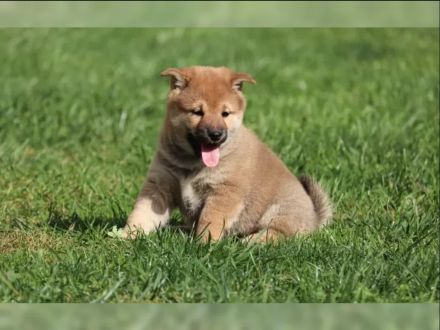 Shiba Inu Welpen – 11 Wochen alt | Rot & Sesam | 3 Rüden und 3 Hündinnen