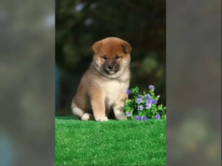 Shiba Inu Welpen – 11 Wochen alt | Rot & Sesam | 3 Rüden und 3 Hündinnen