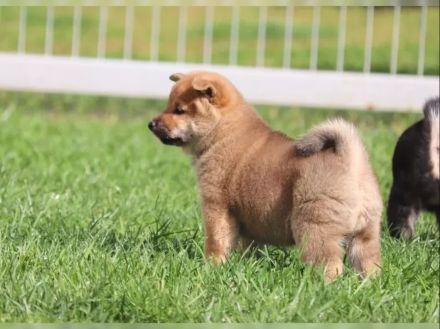 Shiba Inu Welpen – 11 Wochen alt | Rot & Sesam | 3 Rüden und 3 Hündinnen