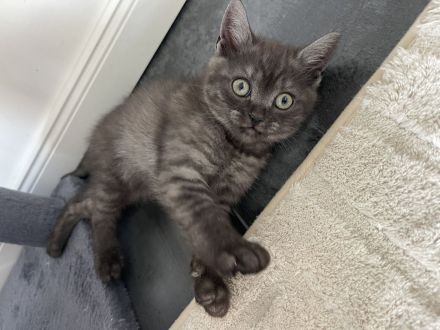 Reinrassige BKH Kitten, abgabebereit, 2 Jungen /1 Mädchen