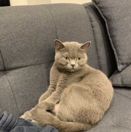 Reinrassige BKH Kitten, abgabebereit, 2 Jungen /1 Mädchen