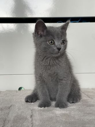 Reinrassige BKH Kitten, abgabebereit, 2 Jungen /1 Mädchen