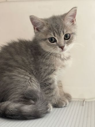 Reinrassige BKH Kitten, abgabebereit, 2 Jungen /1 Mädchen