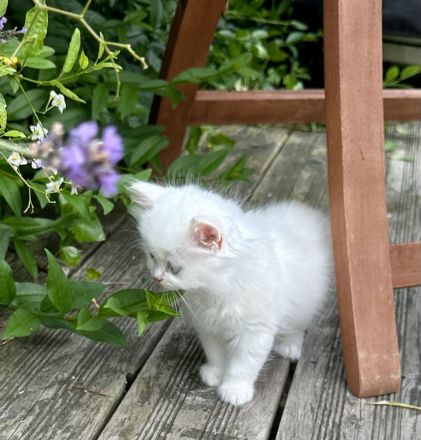 Britisch Langhaar Katerchen