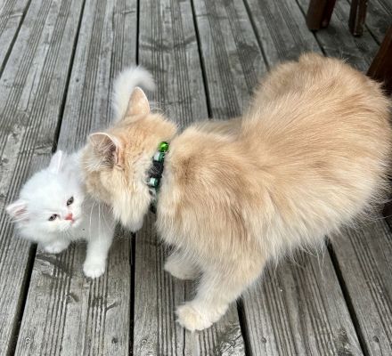 Britisch Langhaar Katerchen