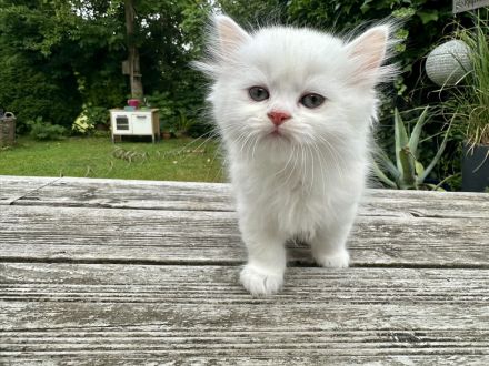 Britisch Langhaar Katerchen