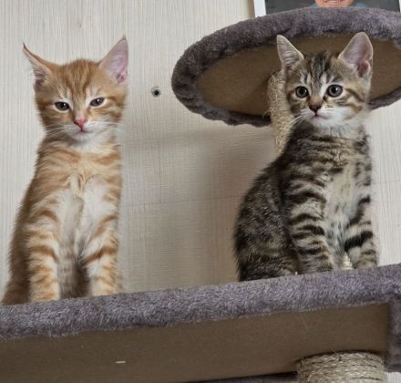 Verkaufen wunderschöne Katzenkitten
