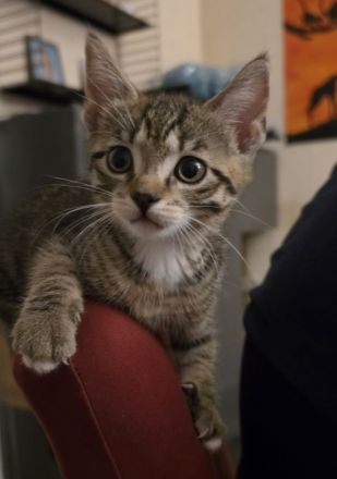 Verkaufen wunderschöne Katzenkitten