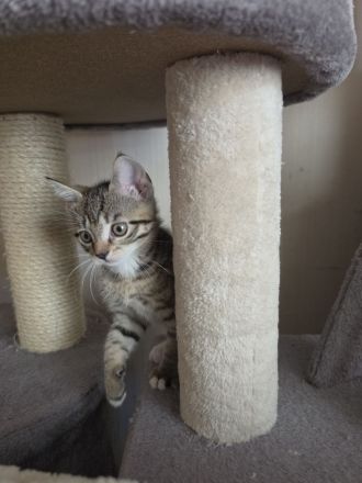 Verkaufen wunderschöne Katzenkitten