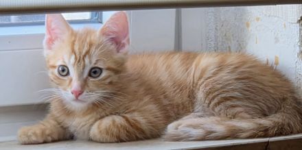 Verkaufen wunderschöne Katzenkitten
