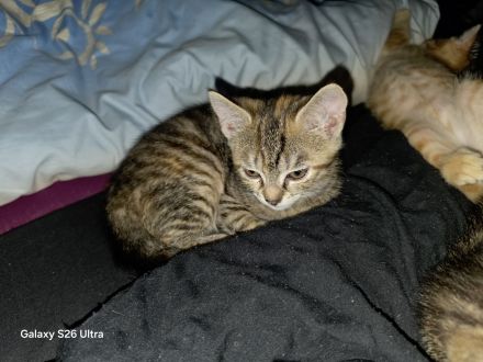 Verkaufen wunderschöne Katzenkitten