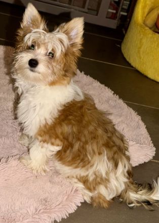 Yorkshire Terrier mit Ahnentafel
