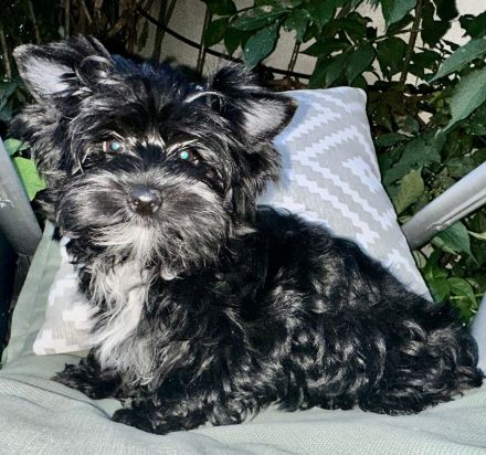 Yorkshire Terrier mit Ahnentafel