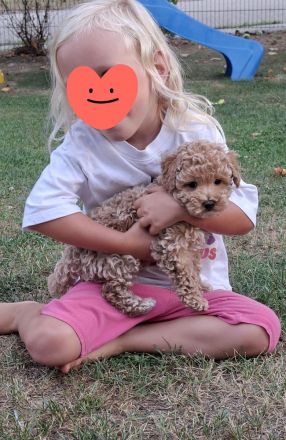 Toypudel toy pudel