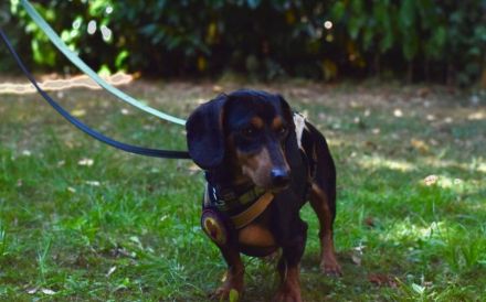 Anubis sucht seine Familie