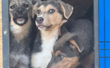 Laila sucht ein liebevolles Zuhause