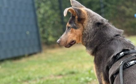 Gino sucht ein empathisches Zuhause