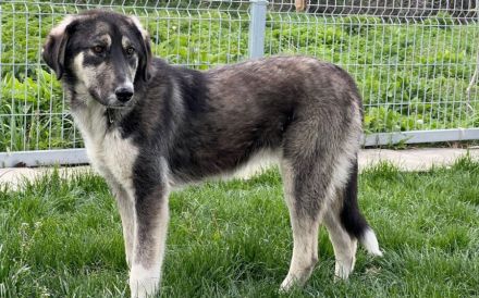 Zuhause gesucht für Lexi
