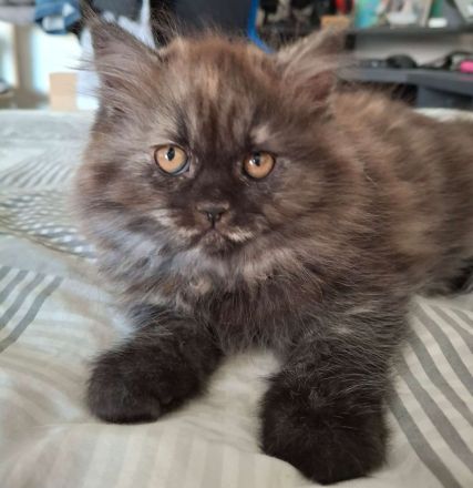 2 Britisch Langhaar Kitten mit Stammbaum suchen ihr Für-Immer-Zuhause