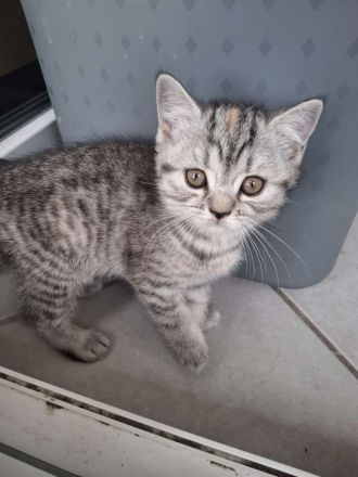 1 Britisch Kurzhaar & 3 Britisch Langhaar Kitten mit Stammbaum suchen ihr Für-Immer-Zuhause