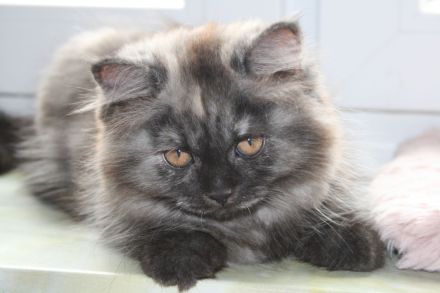 2 Britisch Langhaar Kitten mit Stammbaum suchen ihr Für-Immer-Zuhause