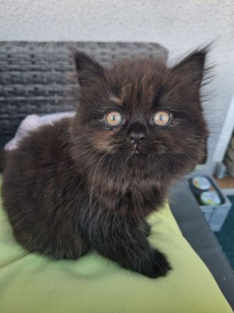 1 Britisch Kurzhaar & 3 Britisch Langhaar Kitten mit Stammbaum suchen ihr Für-Immer-Zuhause